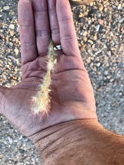 Bothriochloa saccharoides