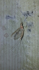 Ephemera varia