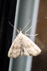 Phalaenostola eumelusalis