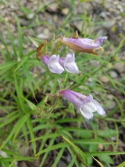 Penstemon lyallii