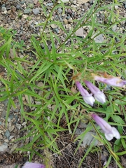Penstemon lyallii