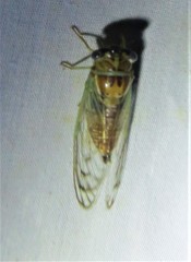 Diceroprocta delicata