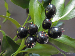 Sarcococca confusa