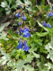 Penstemon albertinus