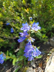 Penstemon albertinus