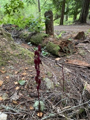 Corallorhiza maculata