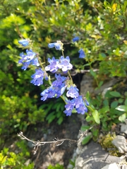 Penstemon albertinus