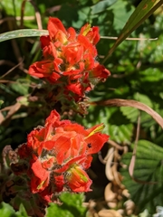 Castilleja latifolia