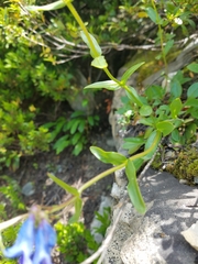 Penstemon albertinus