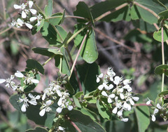 Guardiola platyphylla