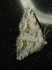 Macaria colata