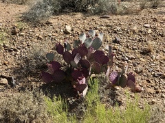 Opuntia macrocentra