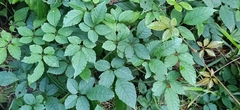 Causonis japonica