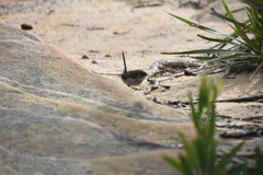 Malurus