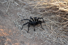 Aphonopelma steindachneri