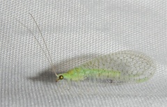 Pseudomallada perfectus