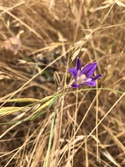 Brodiaea elegans elegans