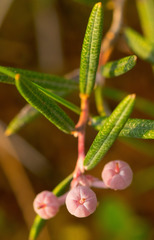 Andromeda polifolia glaucophylla