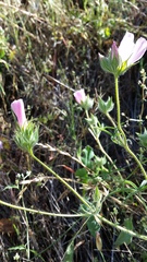 Sidalcea diploscypha