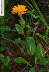 Hypochaeris ciliata