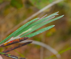 Andromeda polifolia glaucophylla