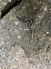 Bipalium fuscatum