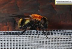 Volucella jeddona