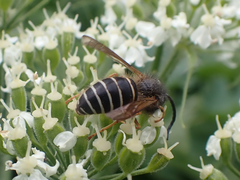 Dolichovespula albida
