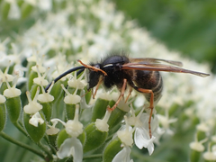 Dolichovespula albida