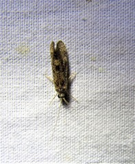 Annulipalpia