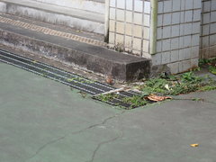 Phoenicurus auroreus