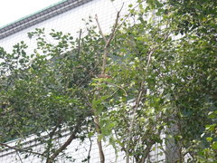 Phoenicurus auroreus