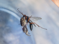 Auplopus mellipes