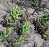Devil Club-Cholla - Photo (c) Steve Ganley, some rights reserved (CC BY-NC), uploaded by Steve Ganley