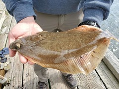Lepidopsetta bilineata