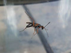 Auplopus mellipes