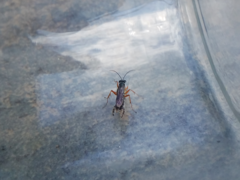 Auplopus mellipes