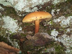 Austroboletus gracilis