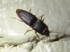 Heteroderes amplicollis