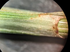 Carex tincta