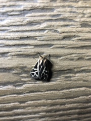 Apantesis williamsii