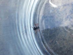Auplopus mellipes