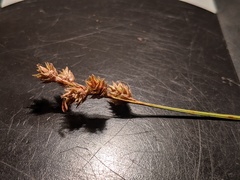 Carex tincta