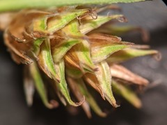 Carex tincta
