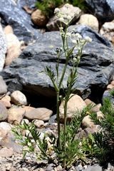 Angelica capitellata
