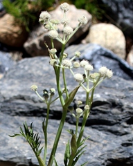 Angelica capitellata