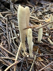 Clavariadelphaceae