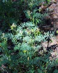 Astragalus bolanderi