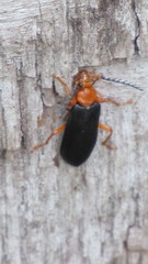 Neopyrochroa flabellata