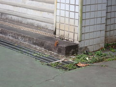 Phoenicurus auroreus